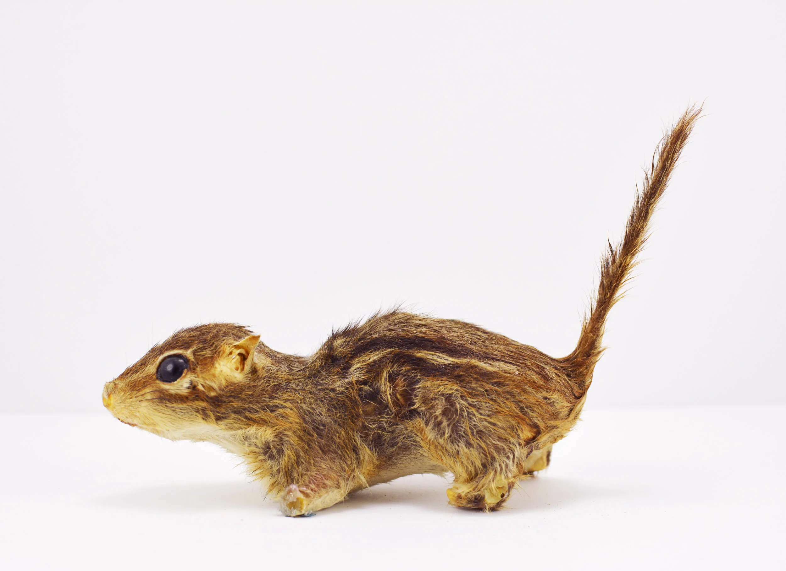 Elizabeth Glaessner, Taxidermy Chipmunk