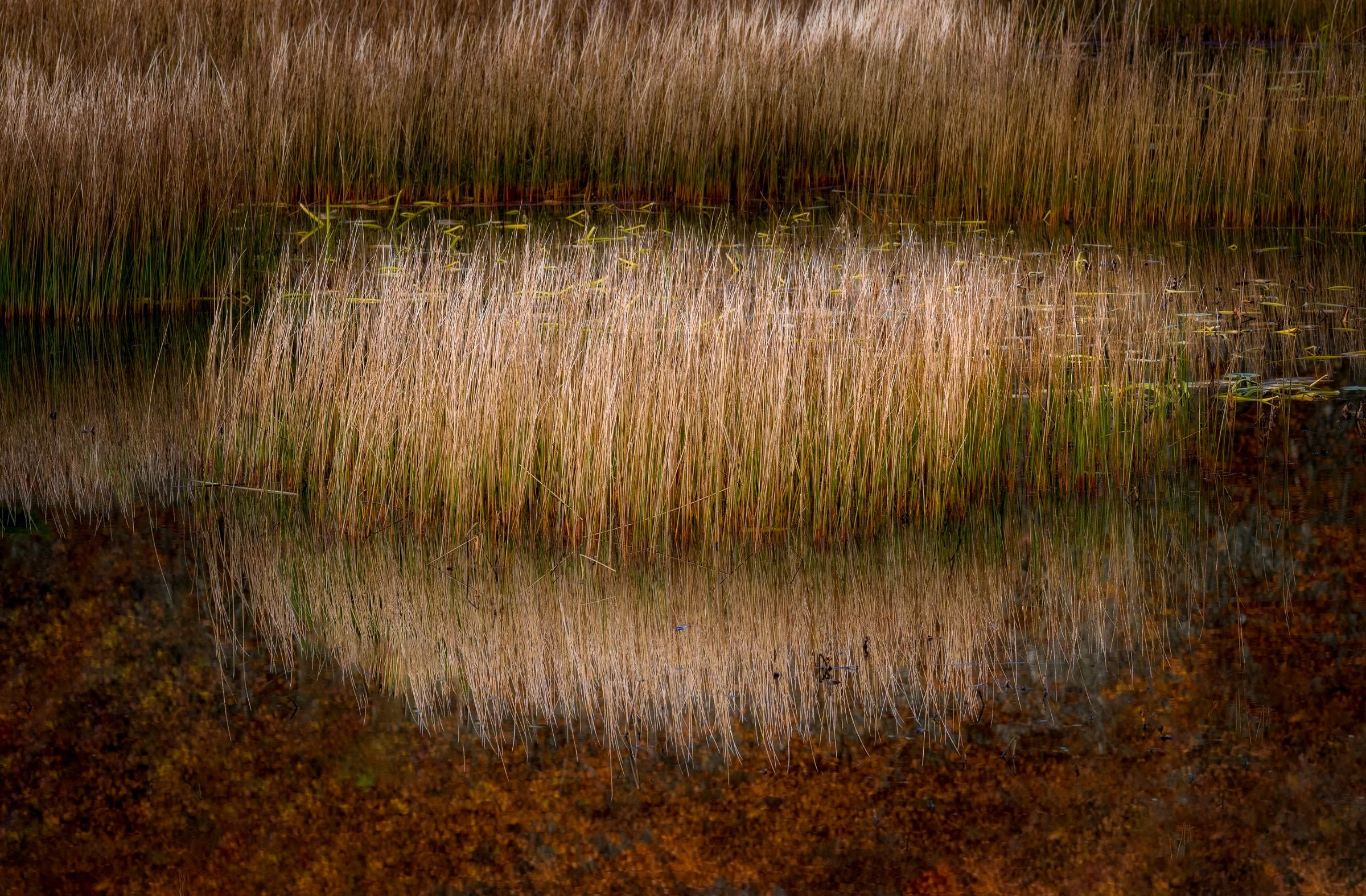 Morning Still_003.jpg