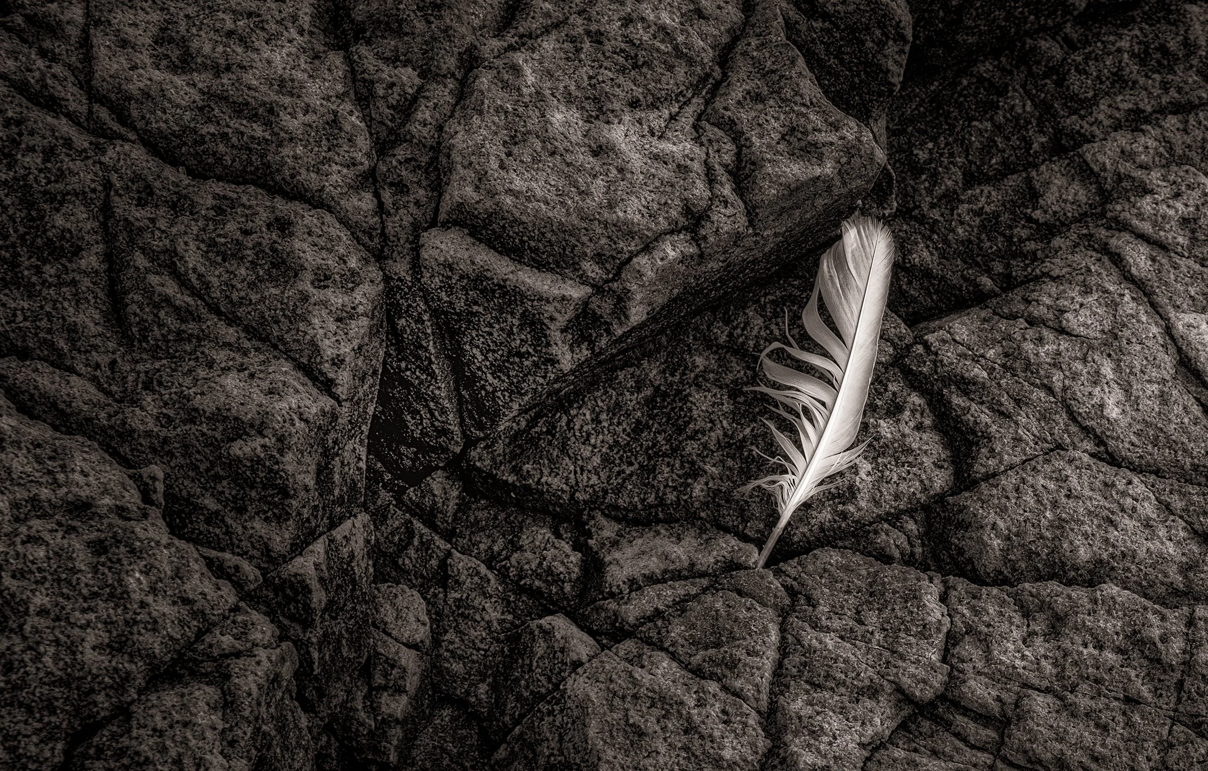 The Art of Nature