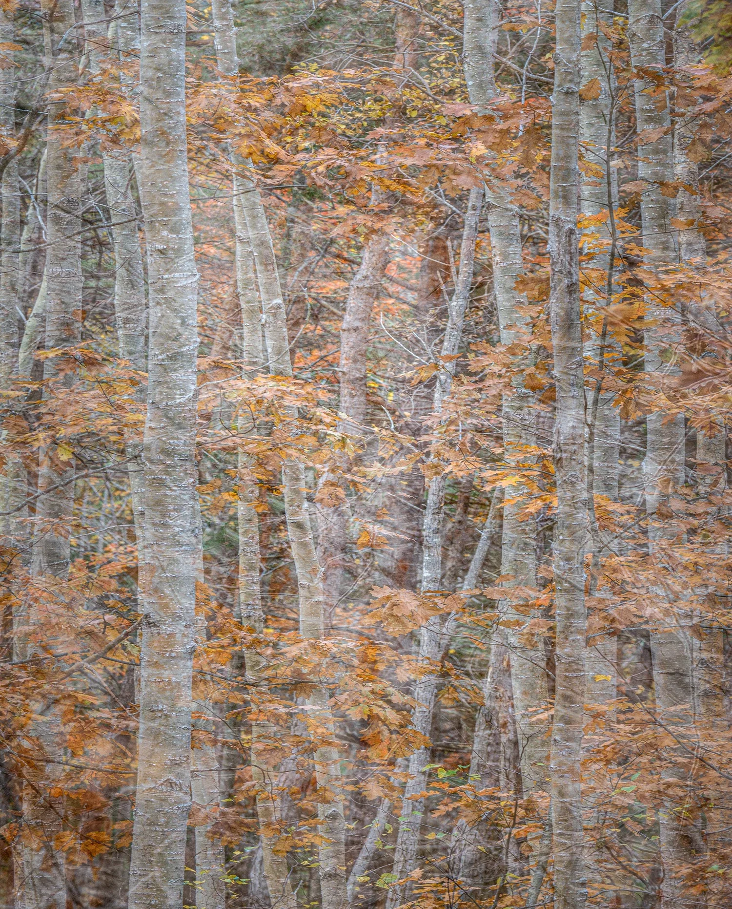 Texture of Acadia_Two