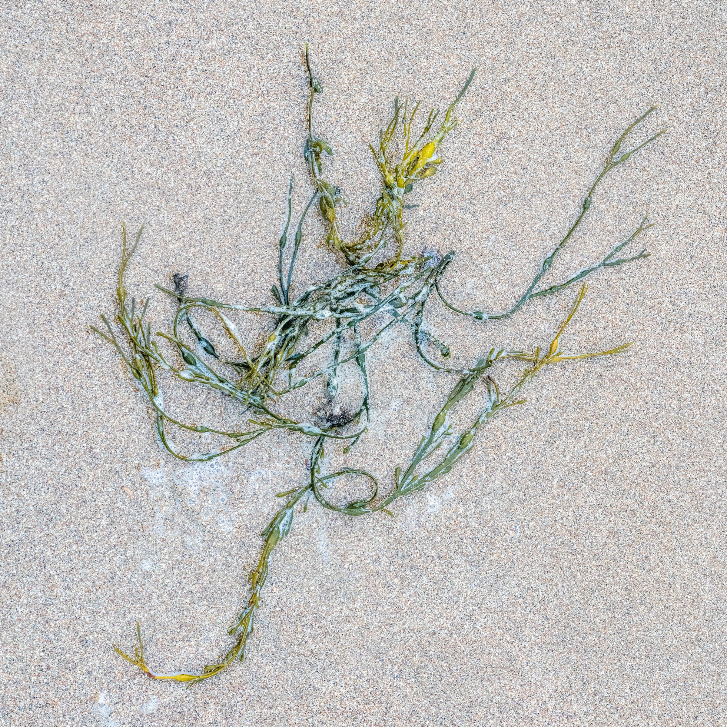 Ballet In the Sand_004.jpg