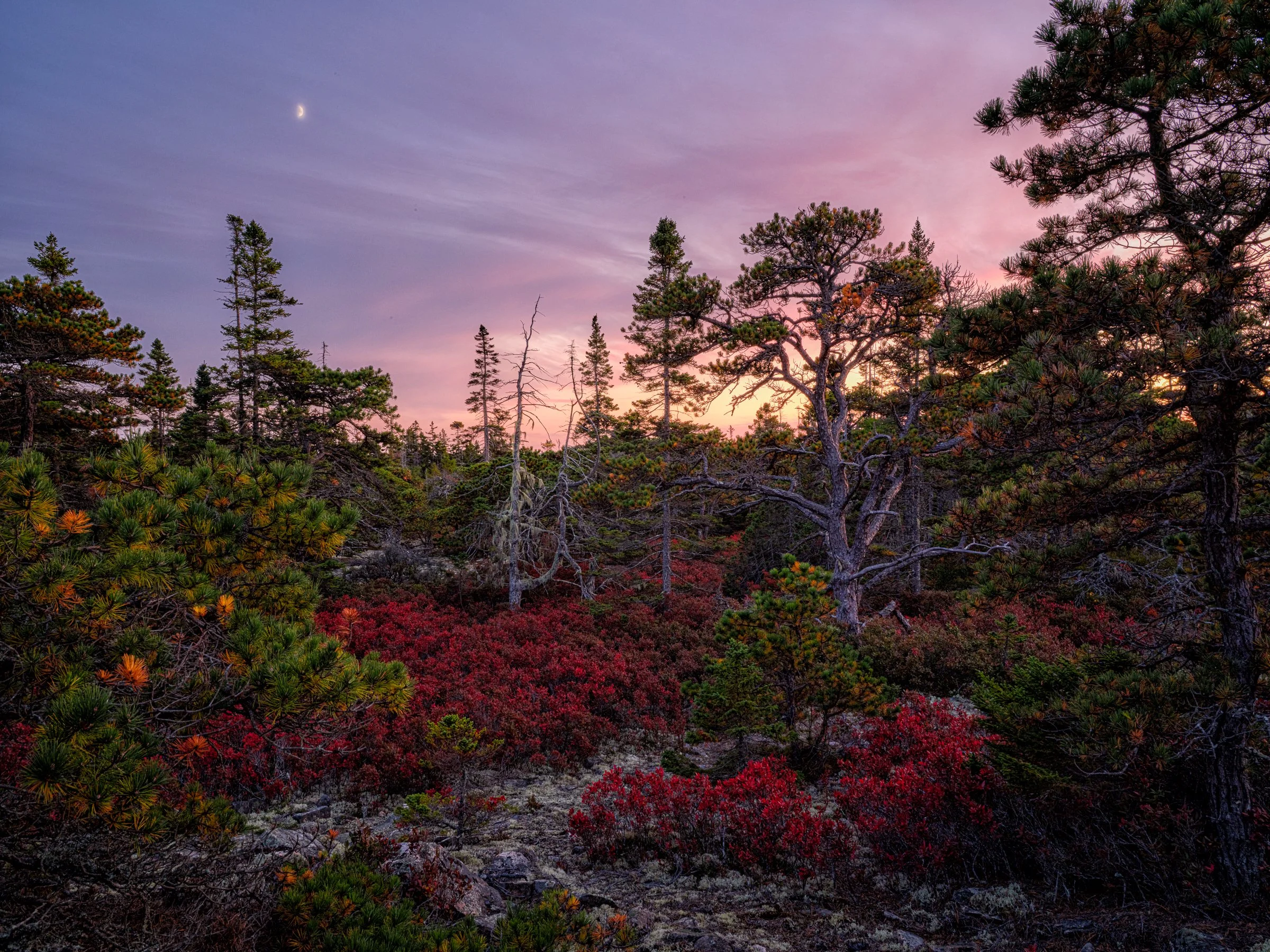 Blueberry Days_003.jpg