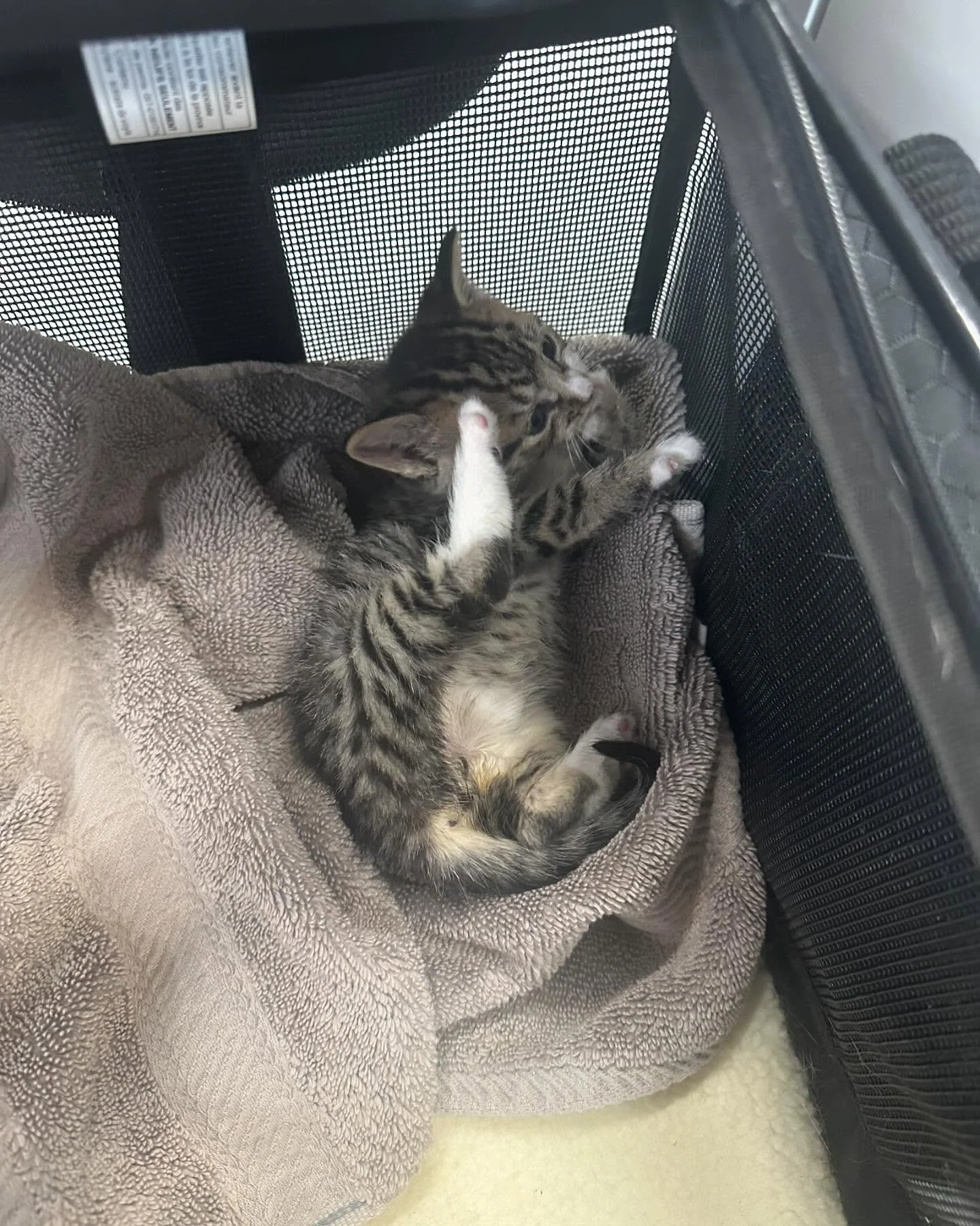 Some interns only love you for your yarn stash🧶🪢🤷&zwj;♀️😻