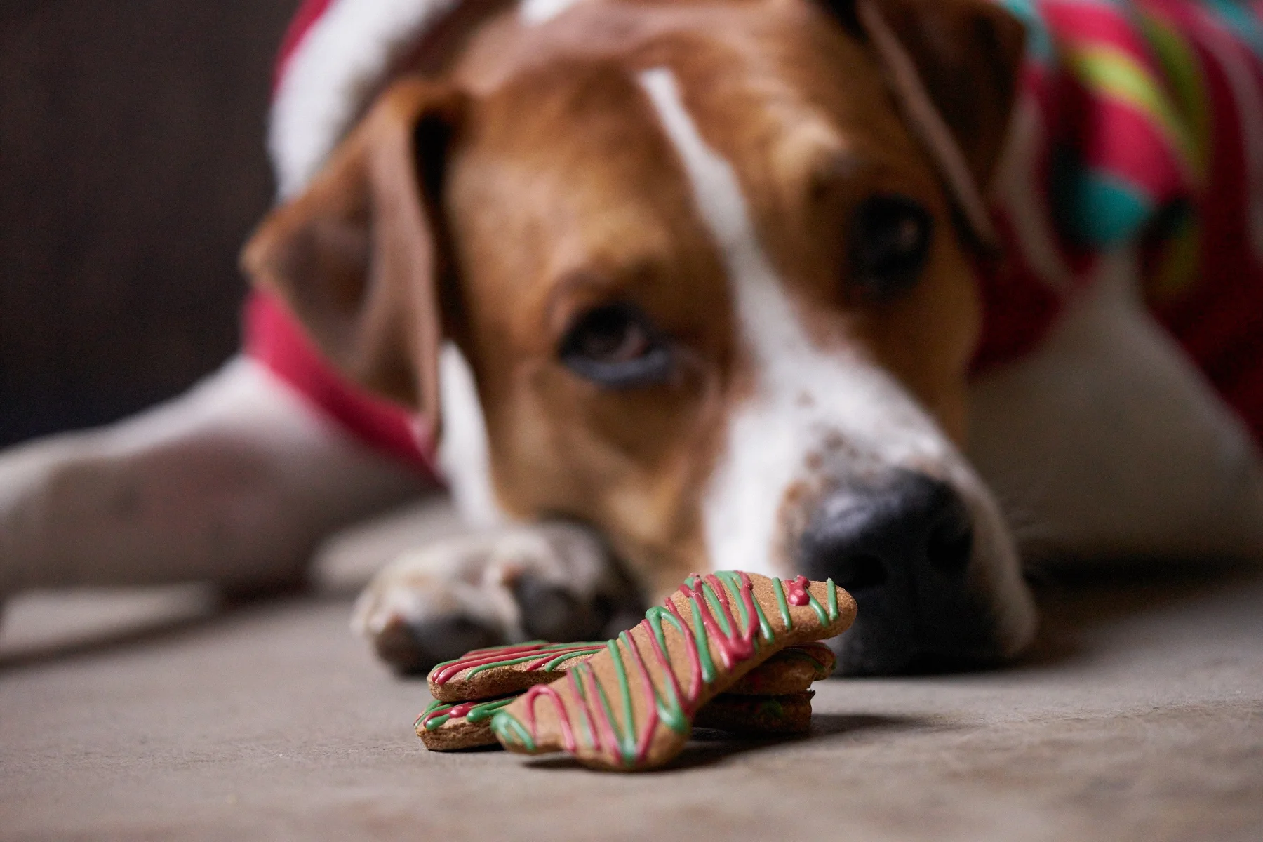 Our studio dog, Duke, waited patiently for his Christmas treats while I captured this picture.