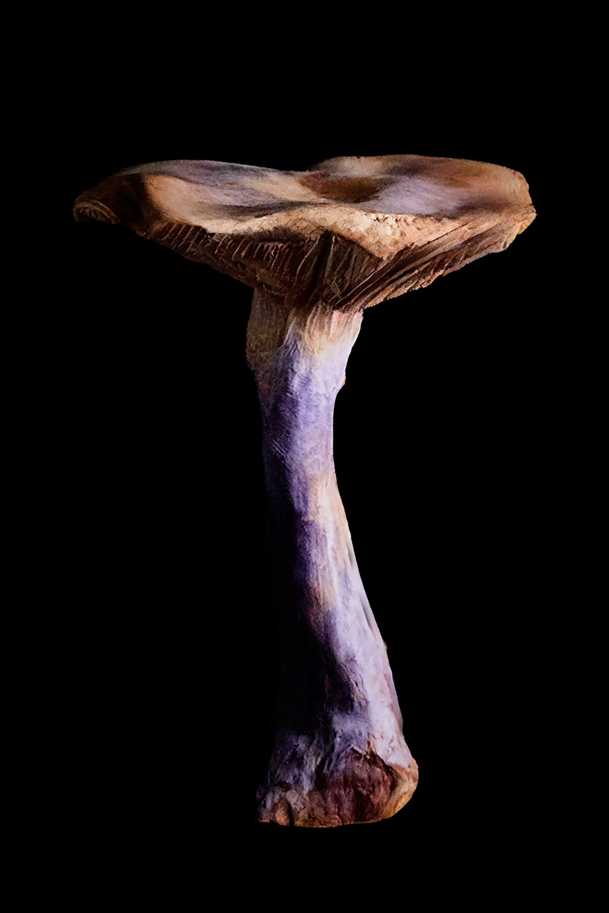 Muchroom_PurpleMushroom.V2.4X6psd.png