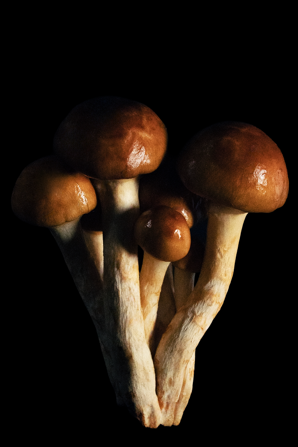 Mushrooms_V3.4X6.V2.png
