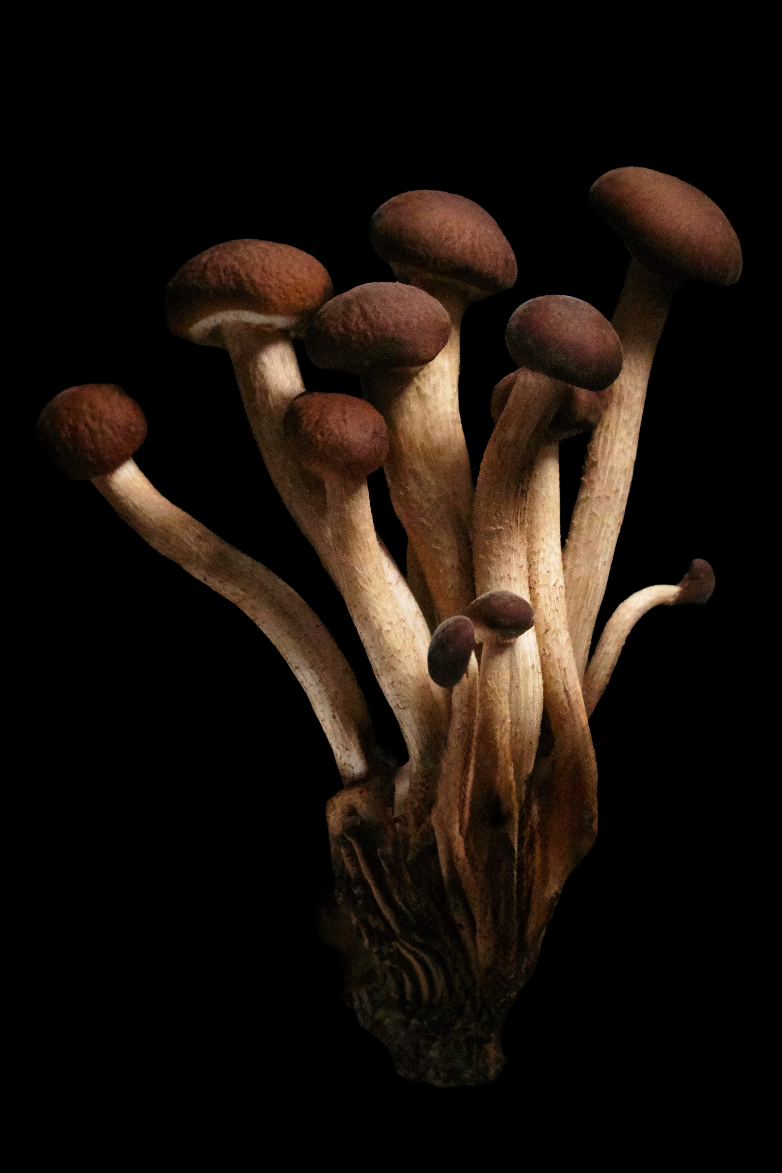 Mushroom_VelvetPioppni.4X6.V2.png