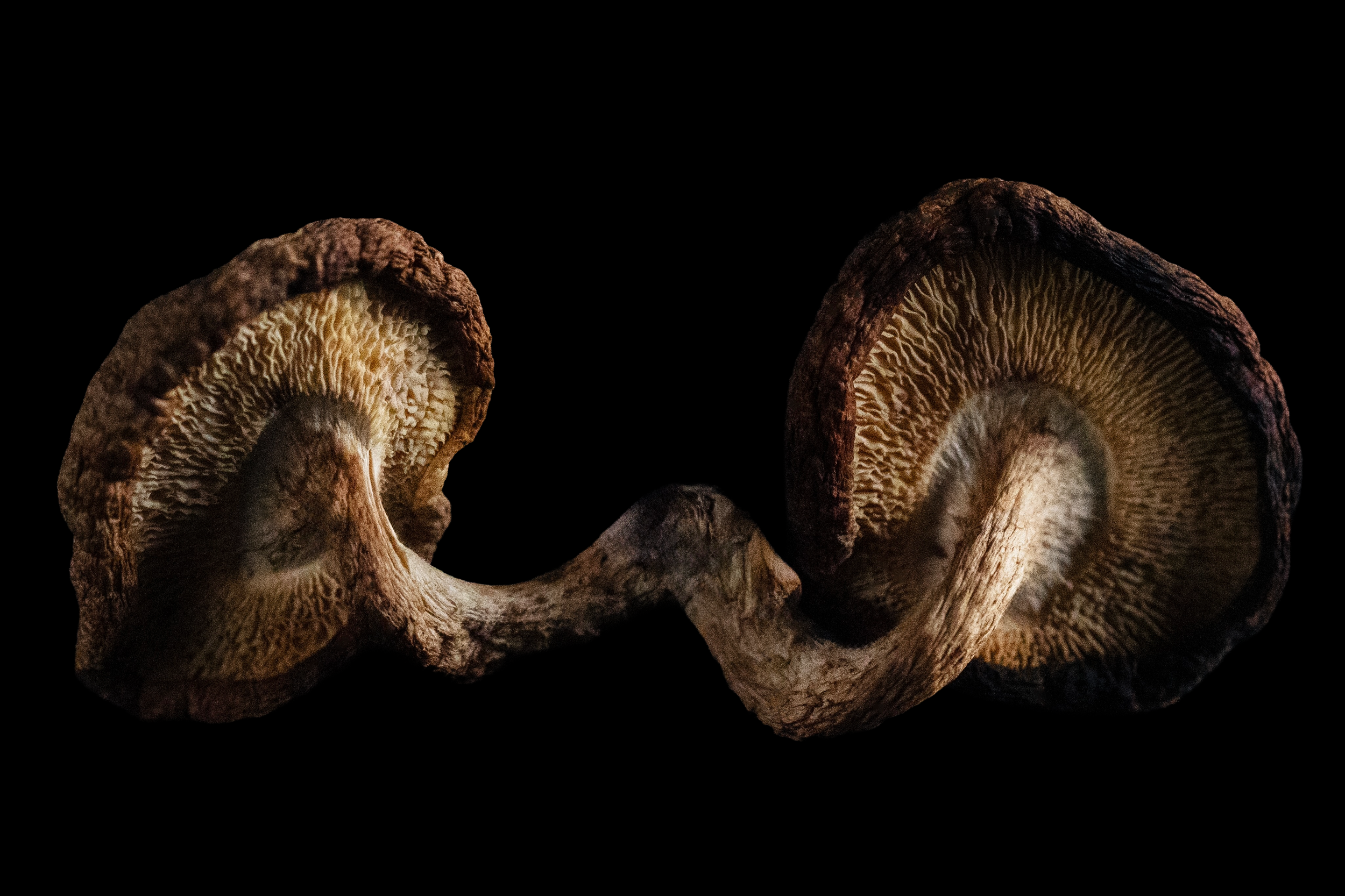 Mushrooms_Shiitake.4X6.V2.png