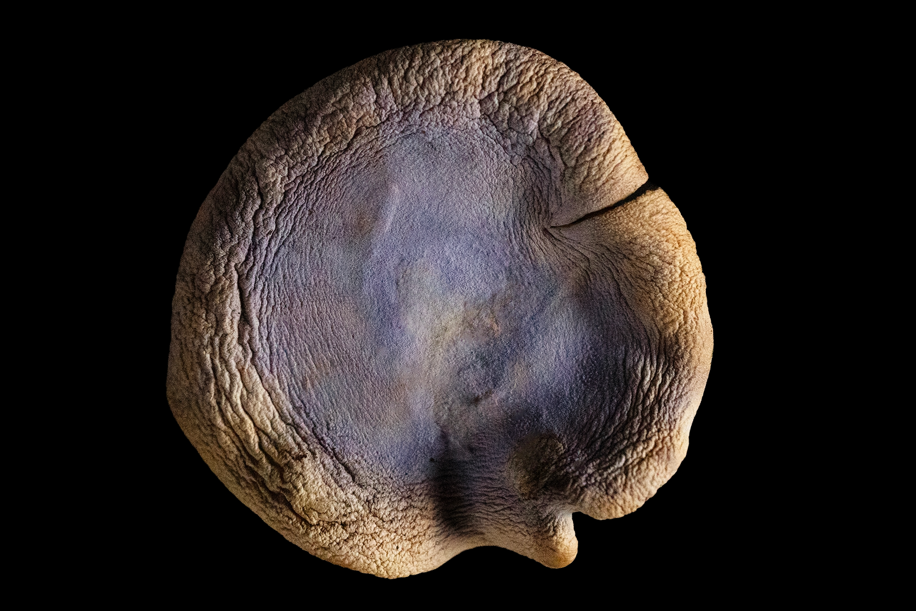Mushrooms_PurpleCap.4X6.png