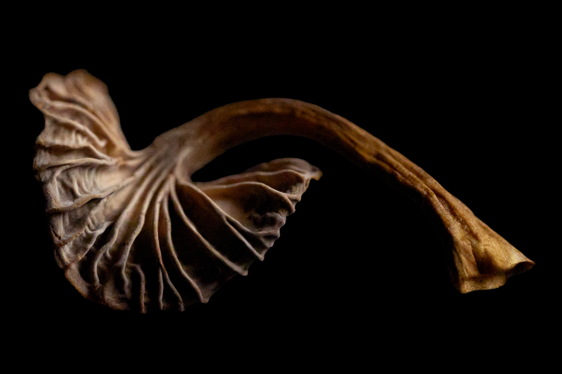 Mushroom_V4.4X6.V2.png