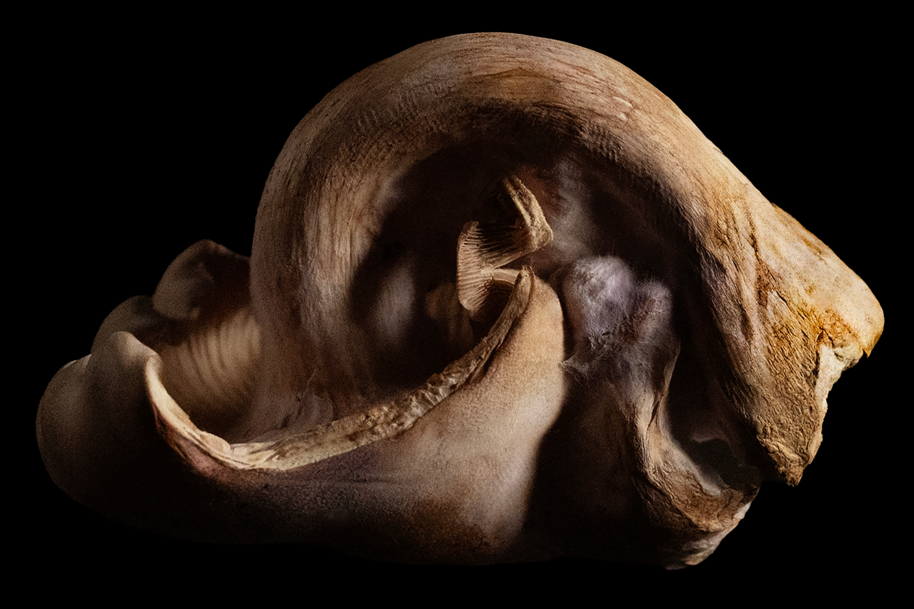 Mushroom_V3.4X6.V2.png