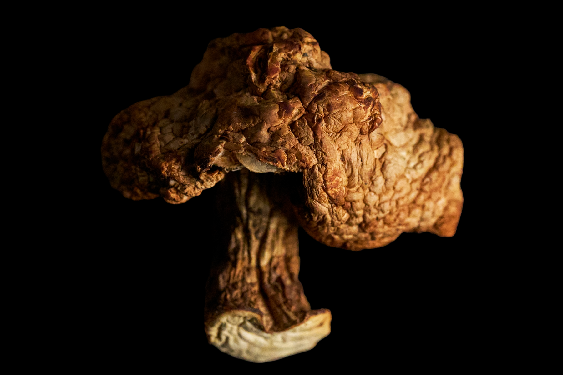 Mushroom_AgaricusBlazei.4X6.V2.png