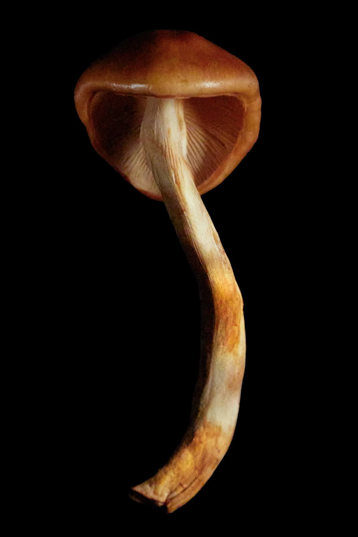Mushroom_Waxcap.4X6.V2.png