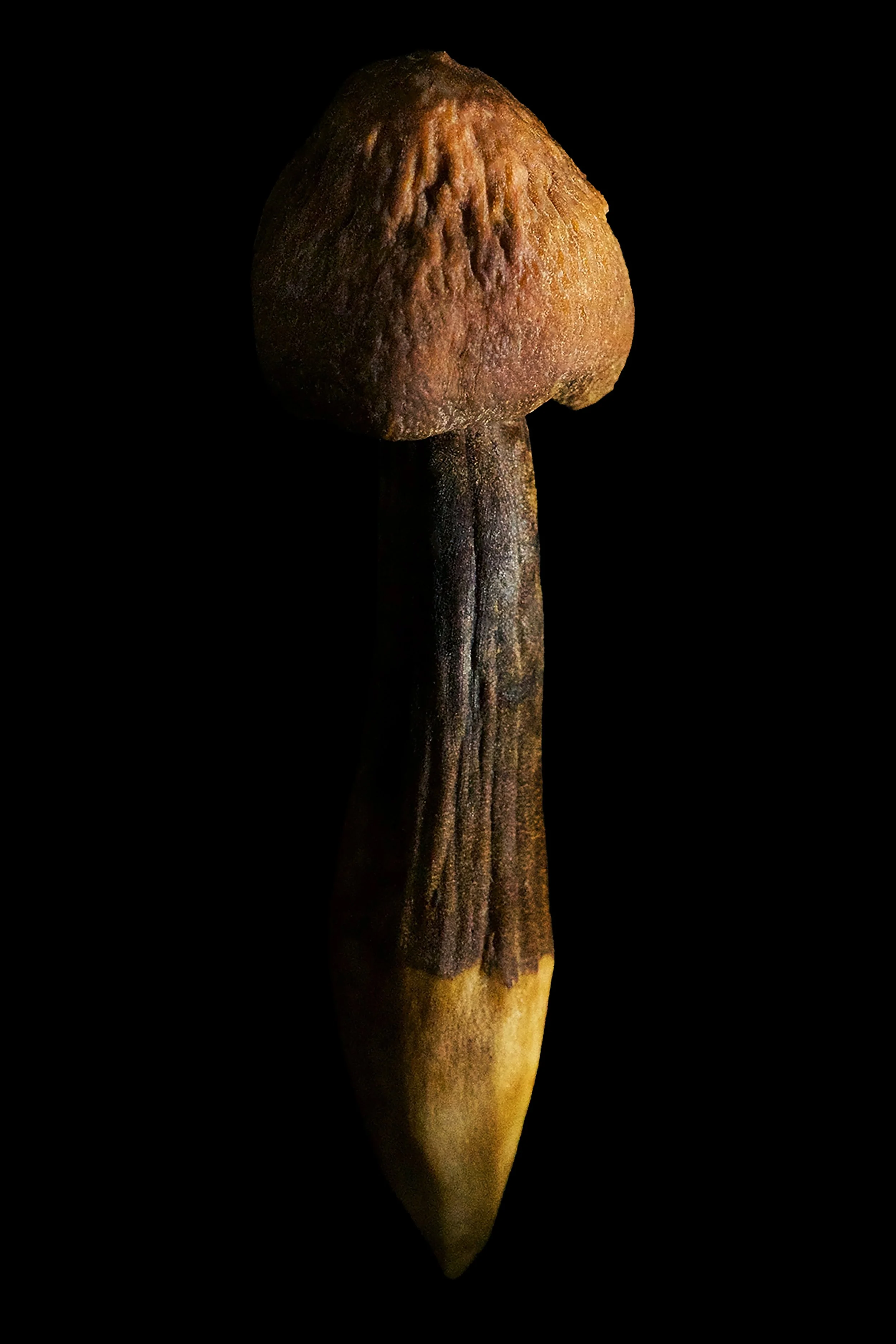 Mushrooms_#11.4X6.jpg