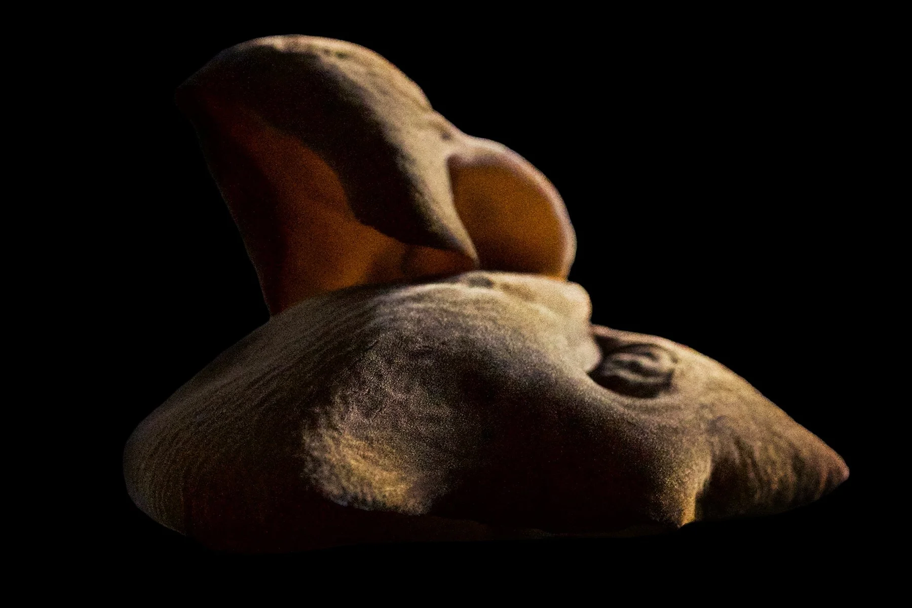 Mushrooms_#9.4X5.V2.jpg