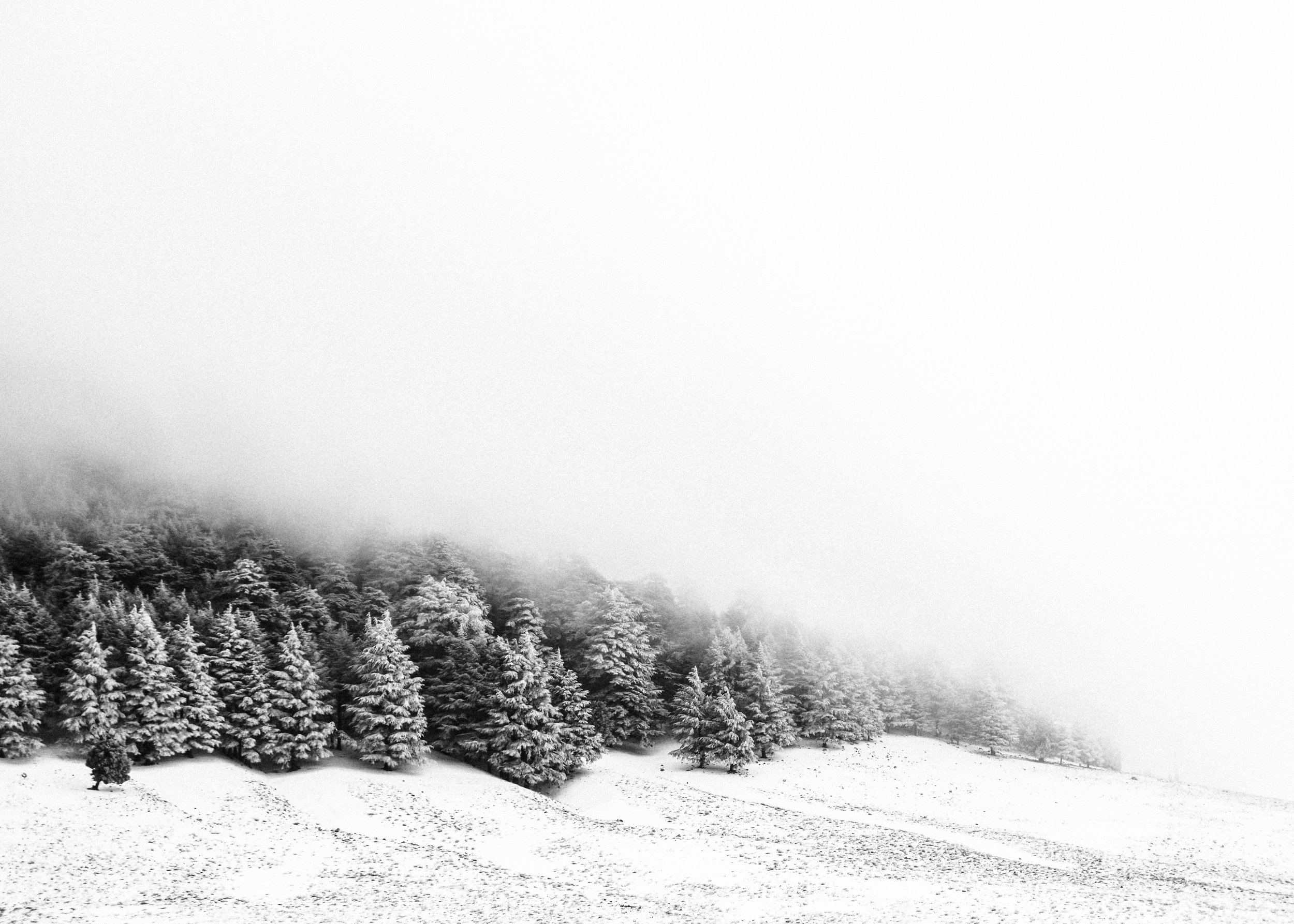 Ifrane_Snow_Trees.jpg