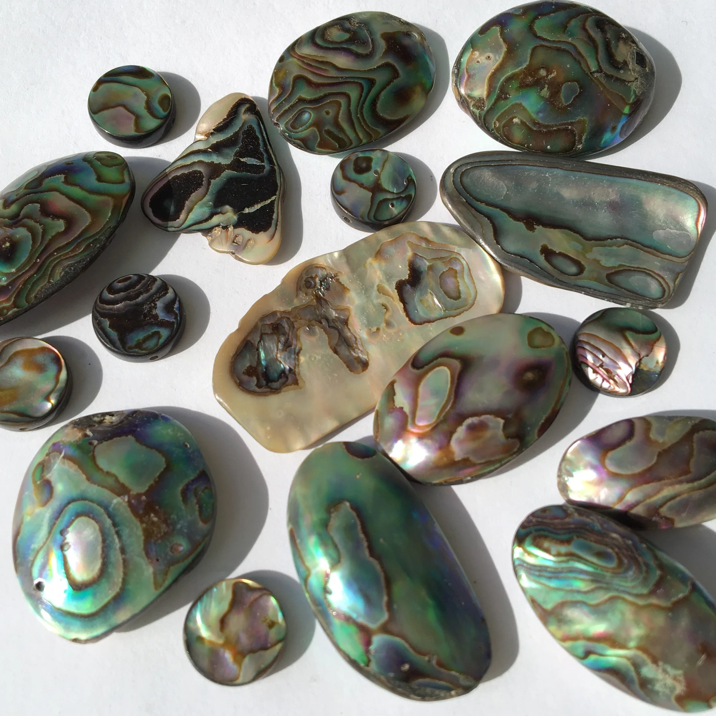 LAstudio abalone.jpeg