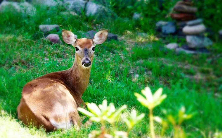 On Motherhood: Lessons from a Three-Legged Doe