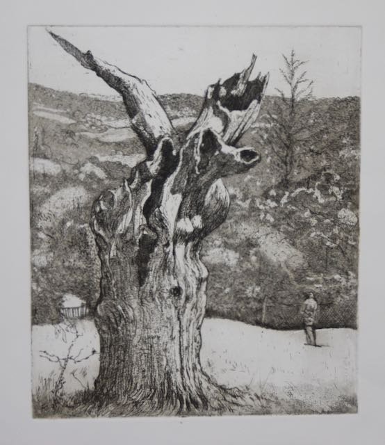 A Wilberforce Oak , Keston Woods 2024