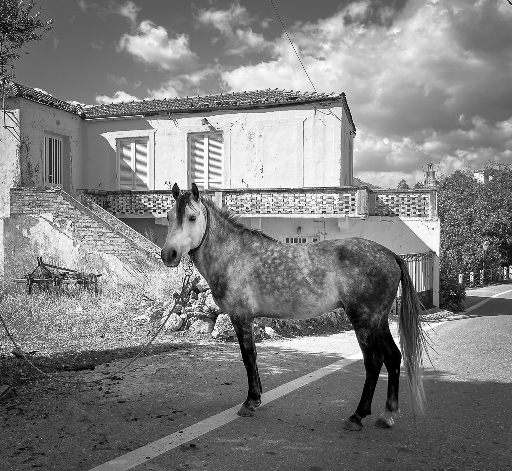 Village horse