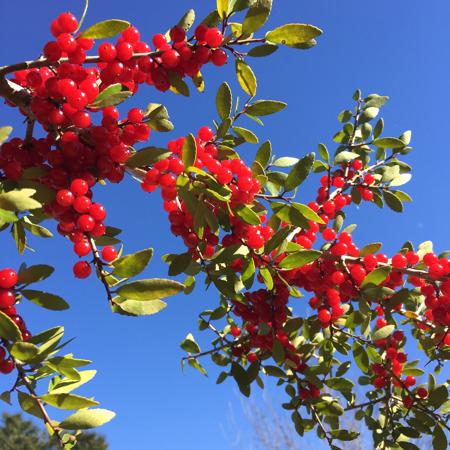 Yaupon Holly