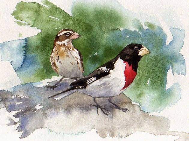 Rose-breasted Grosbeak Watercolor by Brian Bryson - More prints for sale in the gift shop!