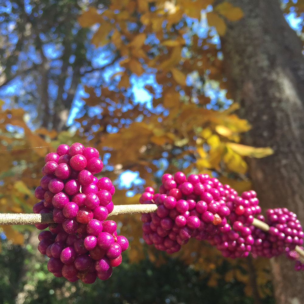 American Beautyberry