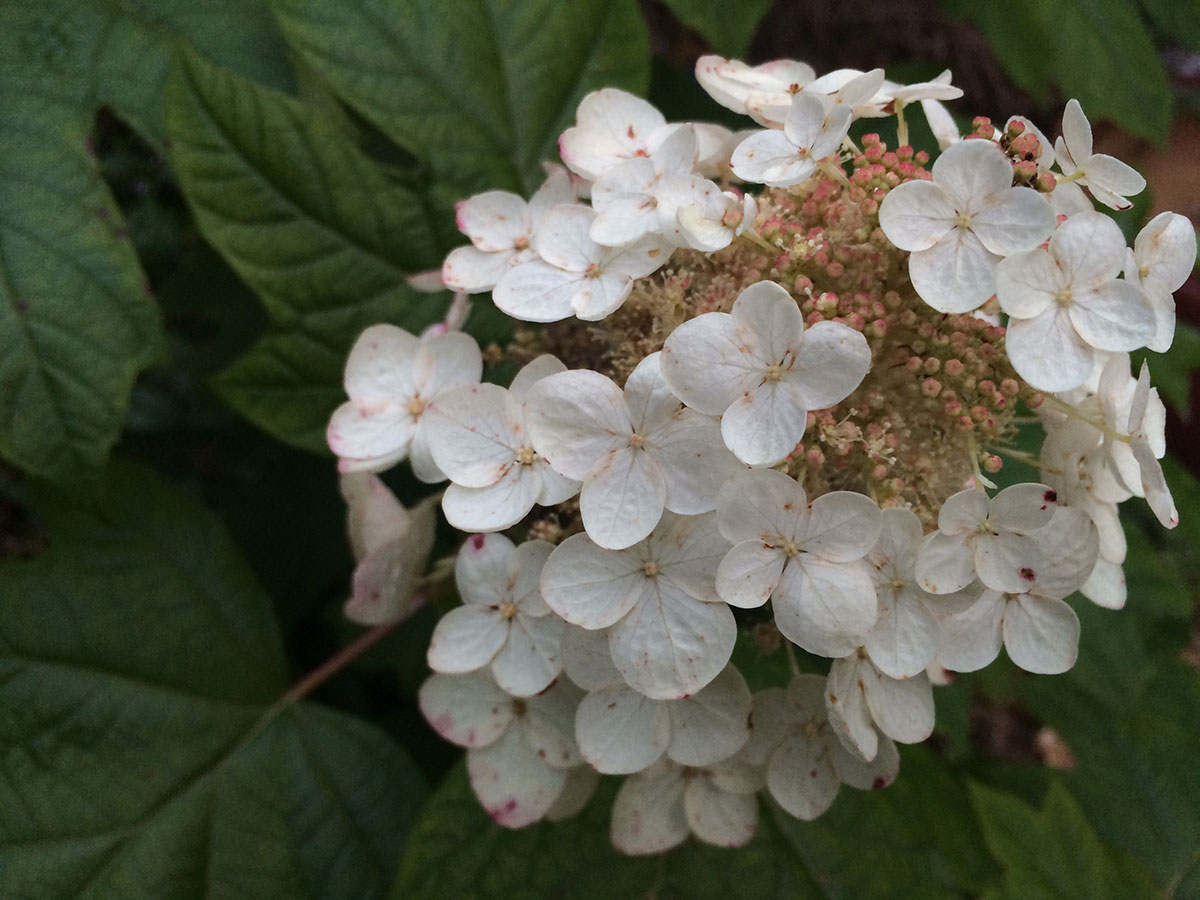 Oakleaf Hydrangea