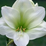 amaryllis-siberia-150x150.jpg