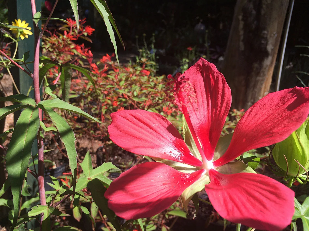 Hardy Native Hibiscus