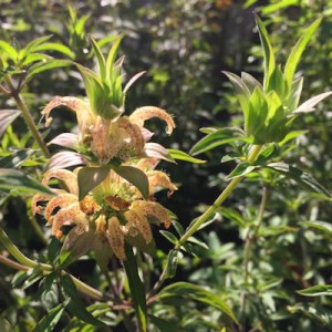 Monarda punctata, Horsemint