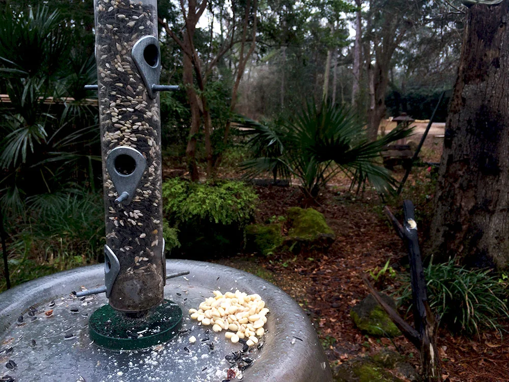 Why Aren’t There any Birds at my Feeder?