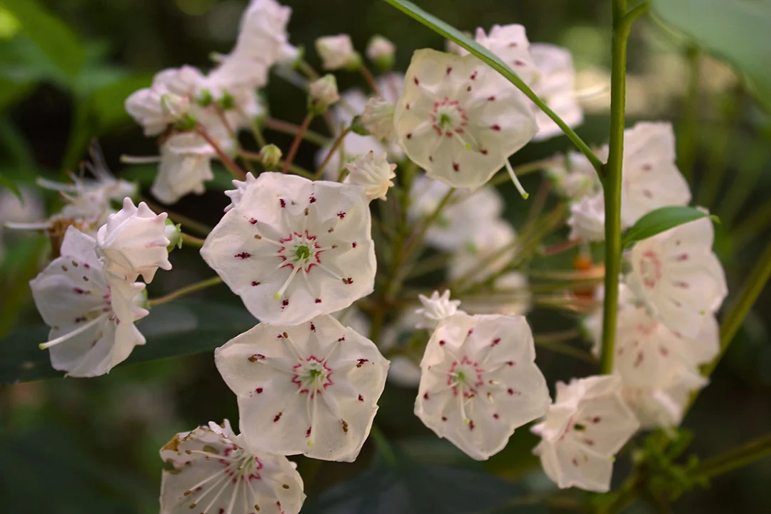 mountain-laurel-bloom.jpg