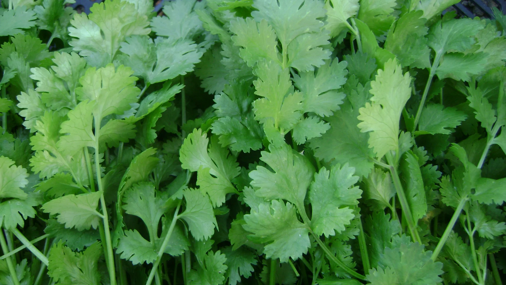 Cilantro & Coriander