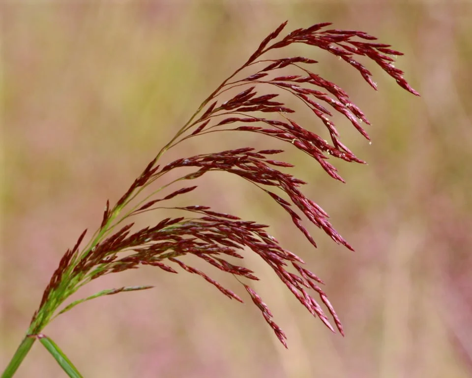 Purpletop Grass