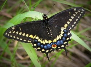 Black Swallowtail butterflies lay their eggs on fennel, and their caterpillars feed upon it until they are ready for metamorphosis!
