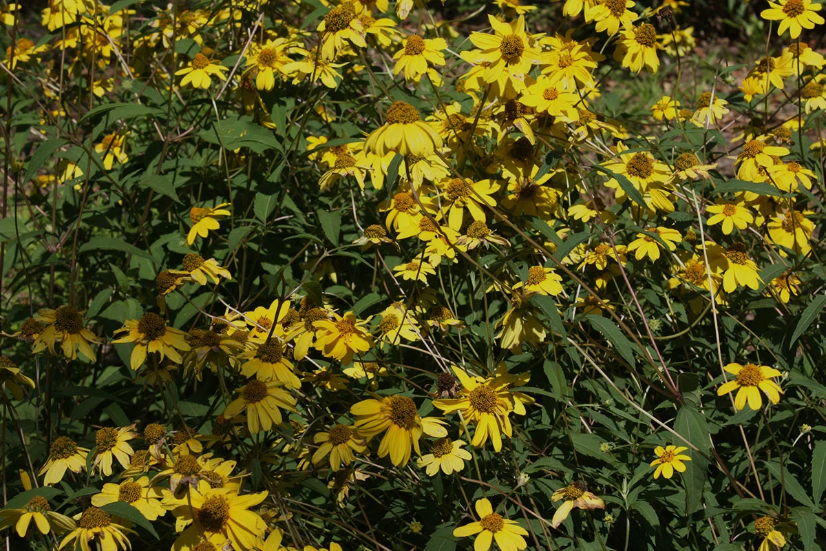Heliopsis helianthoides