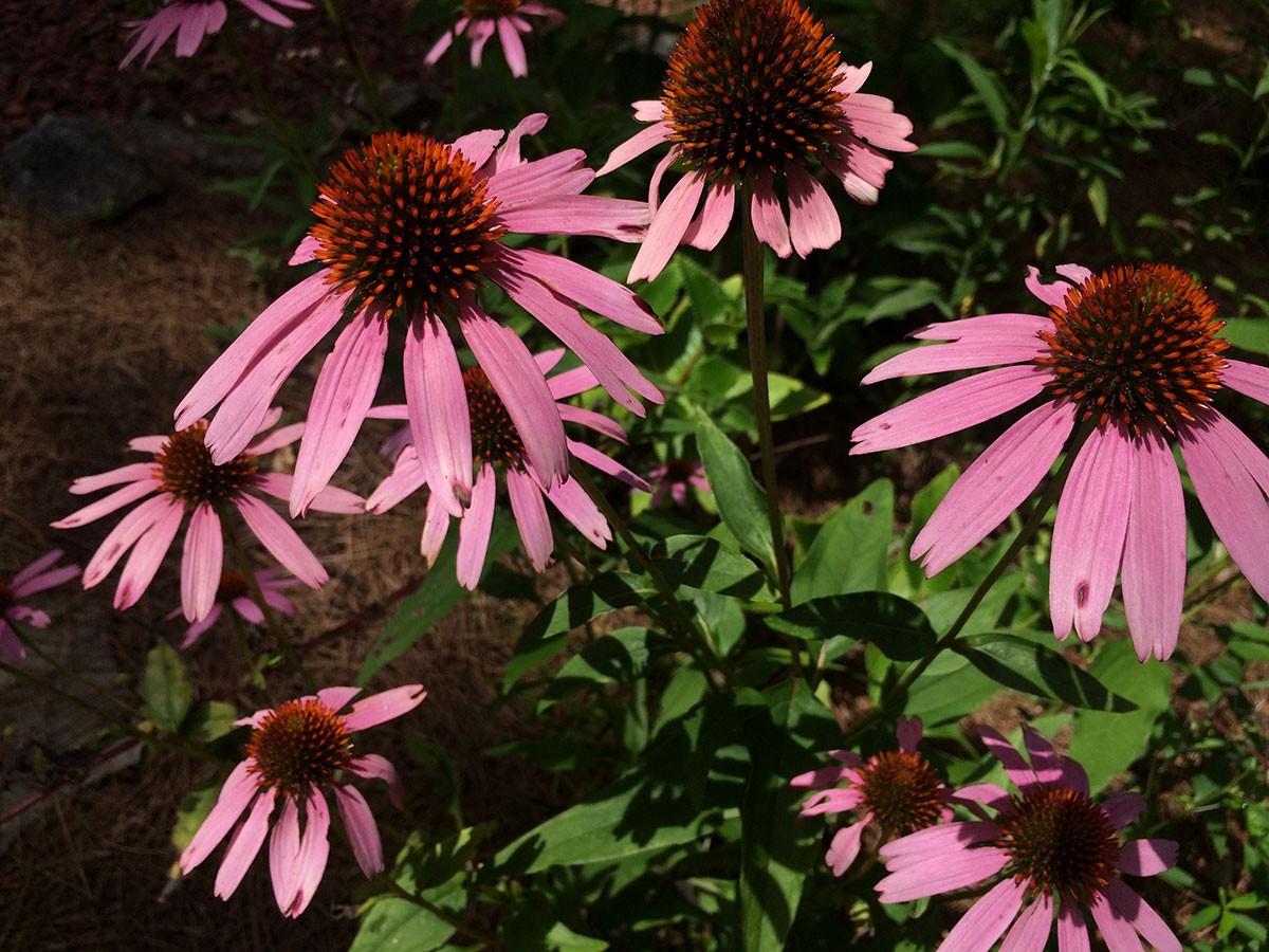 Purple Coneflower