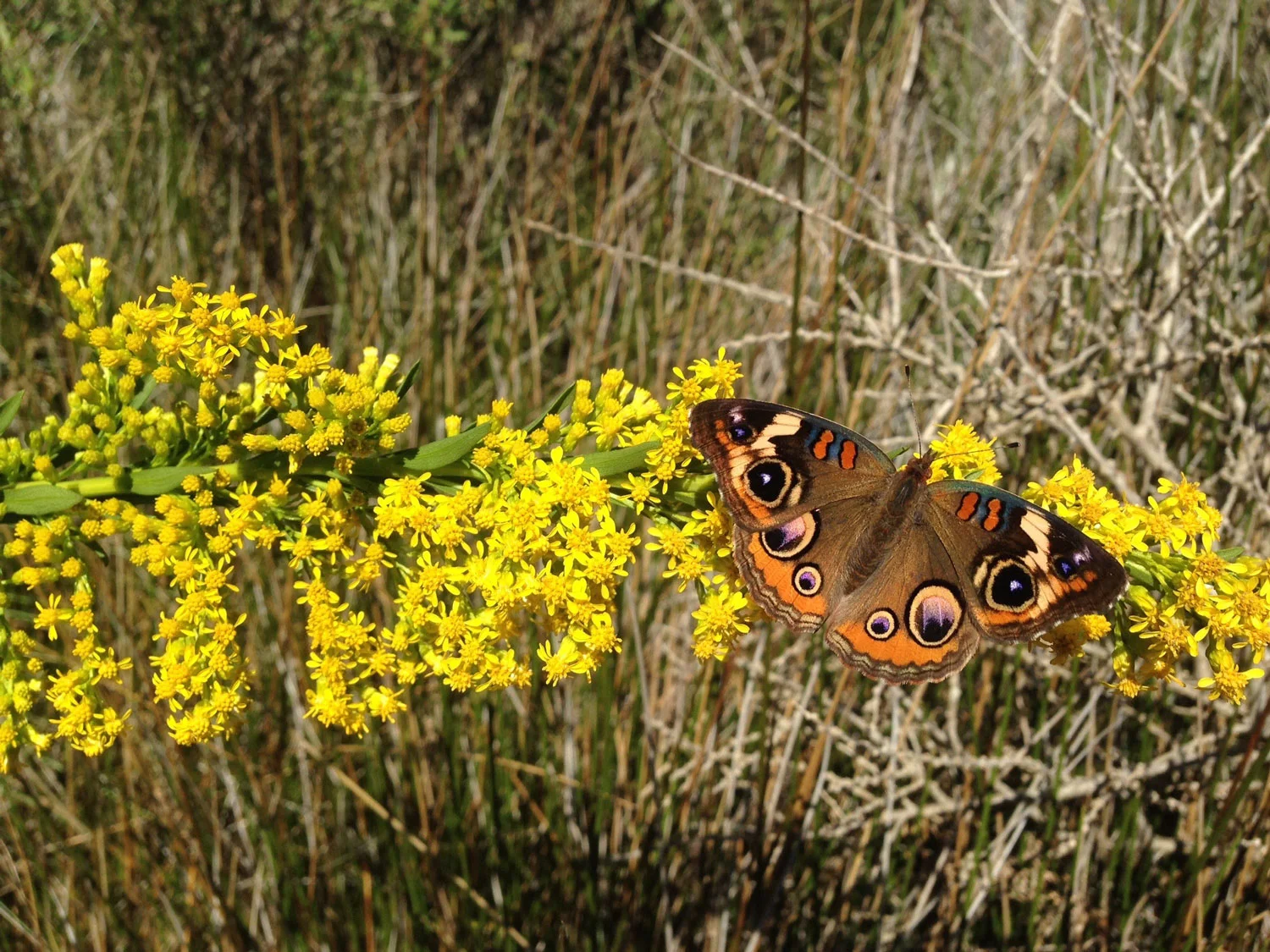 Plant A Goldenrod For Pollinators