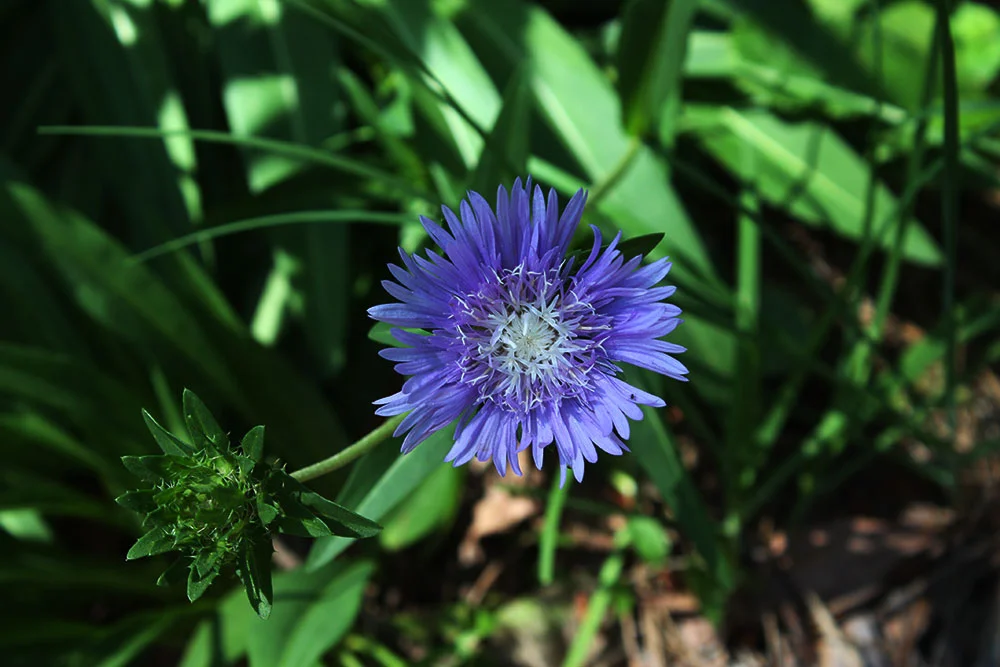 Stokes’ Aster a/k/a Stokesia