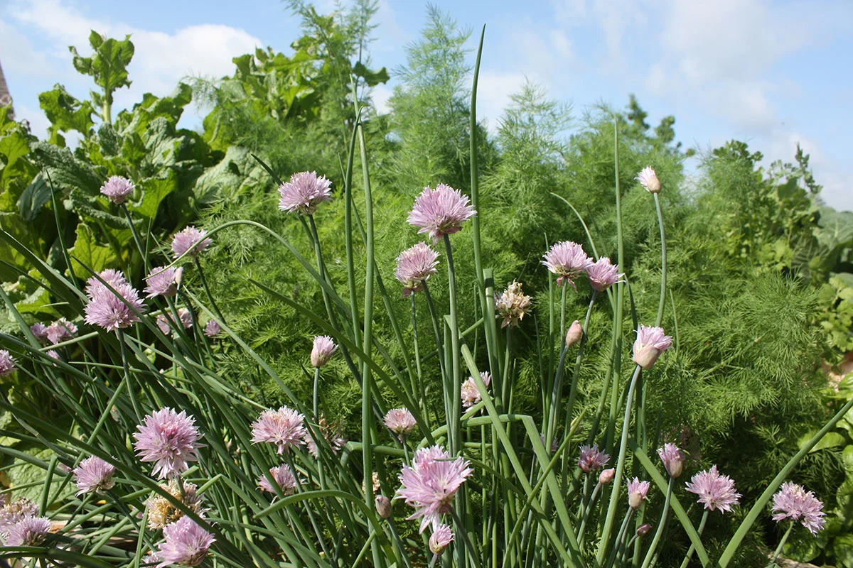 Herbs in the Landscape – Beautiful and Convenient