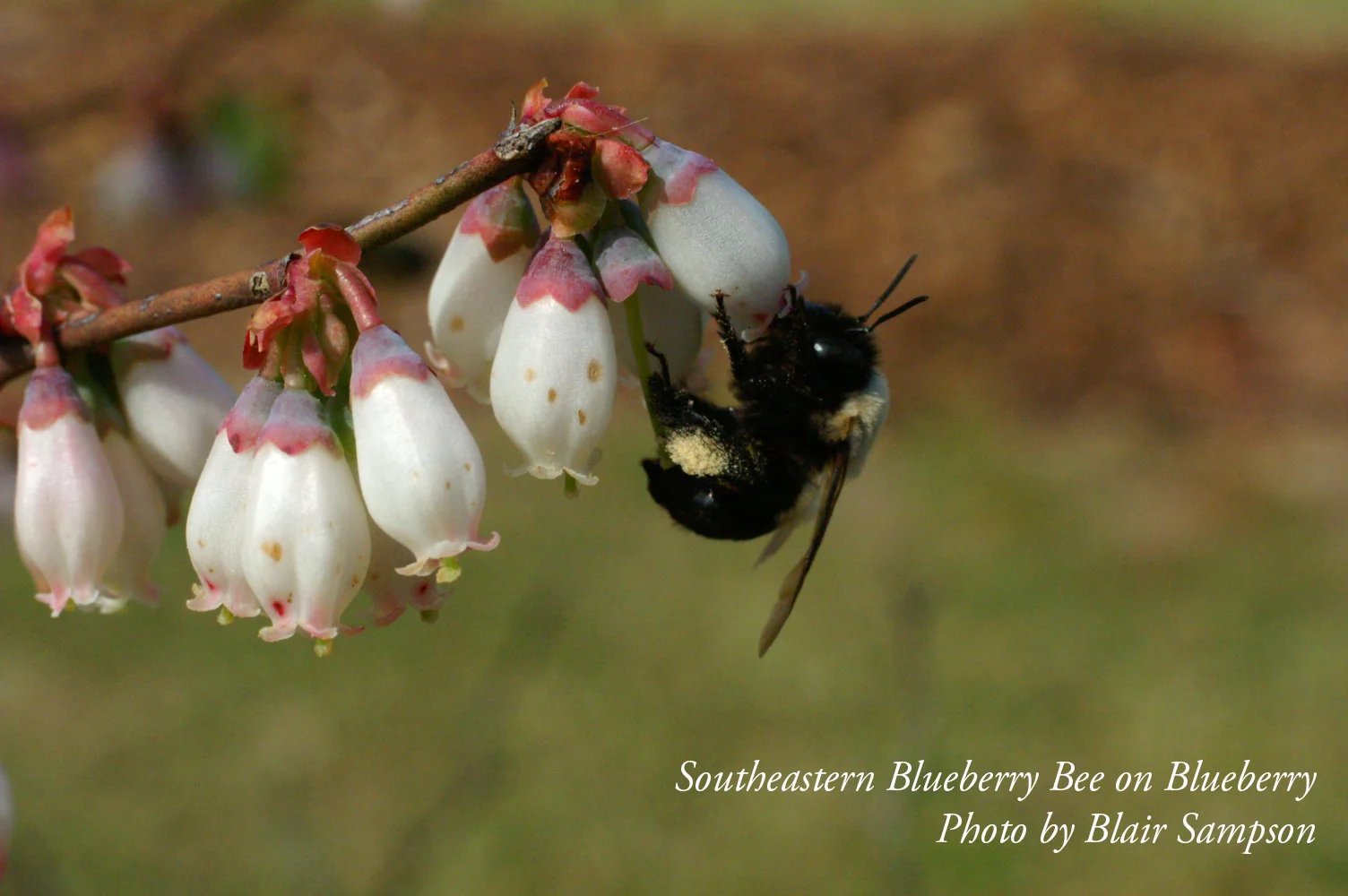 Blueberries are Pollinated by Native Bees