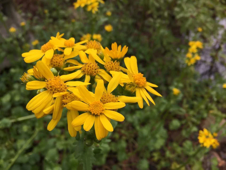 Senecio a/k/a Golden Ragwort