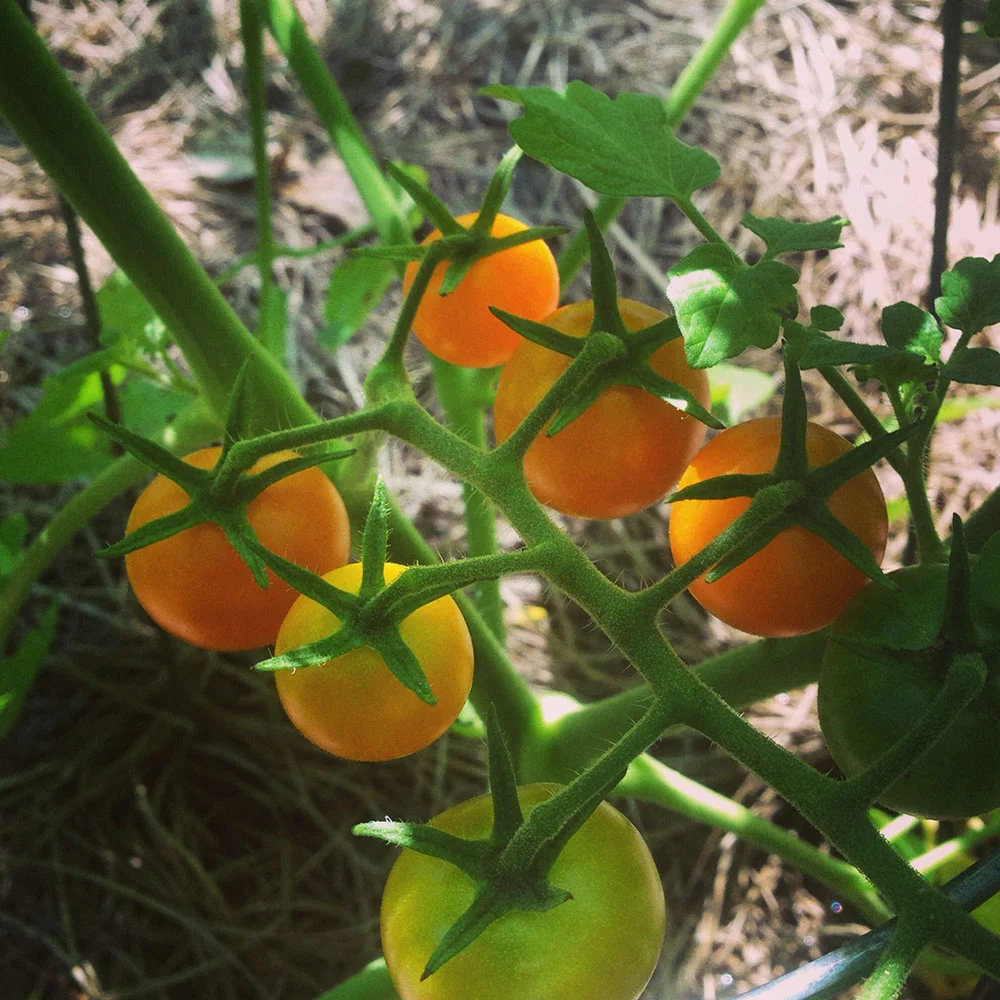 Tasty Tomatoes from Seed