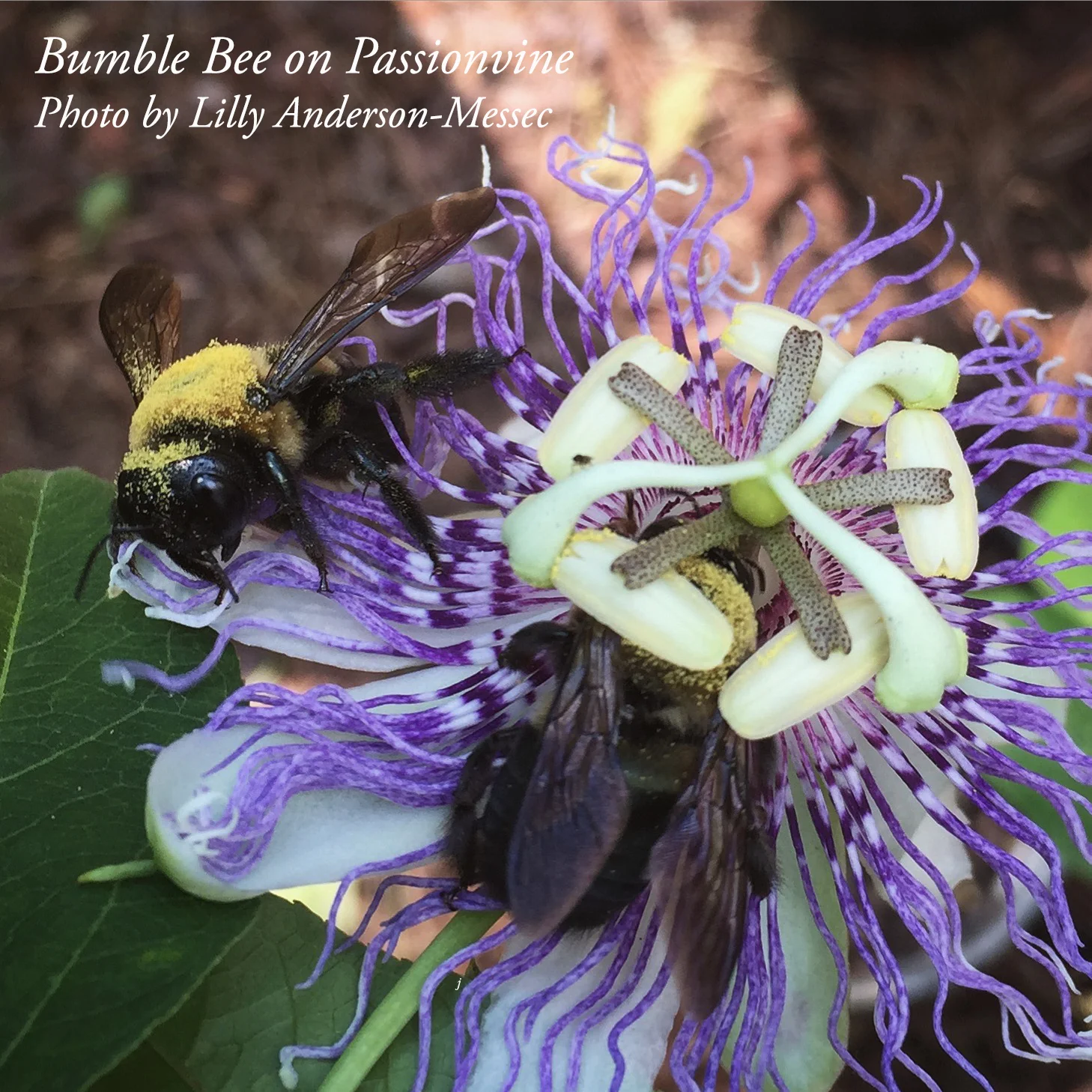 Pollinator Insects are Beautiful as They Buzz in the Garden