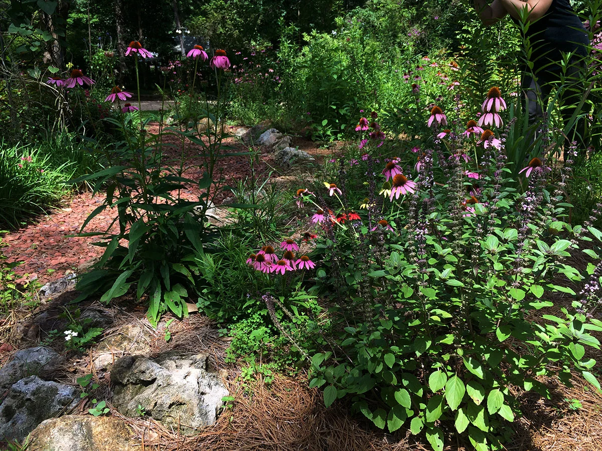 The Value of Native Plants for Wildlife