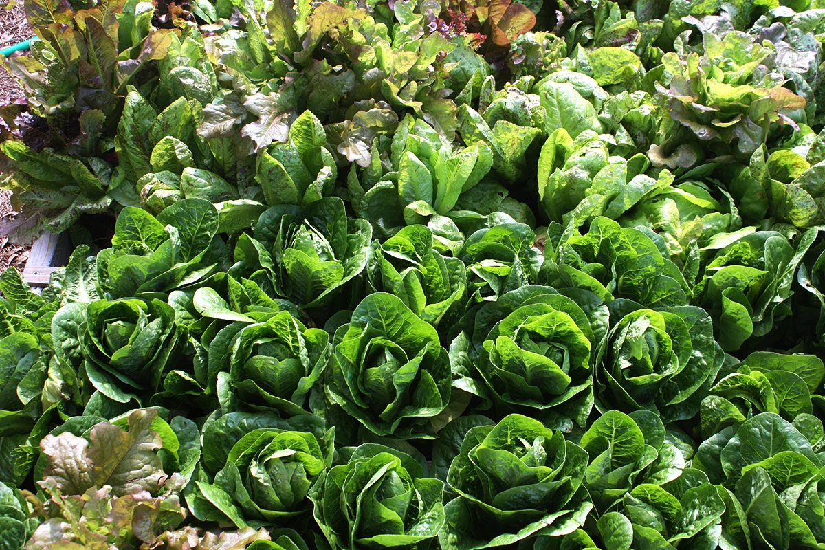 Start Your Salad From Seed