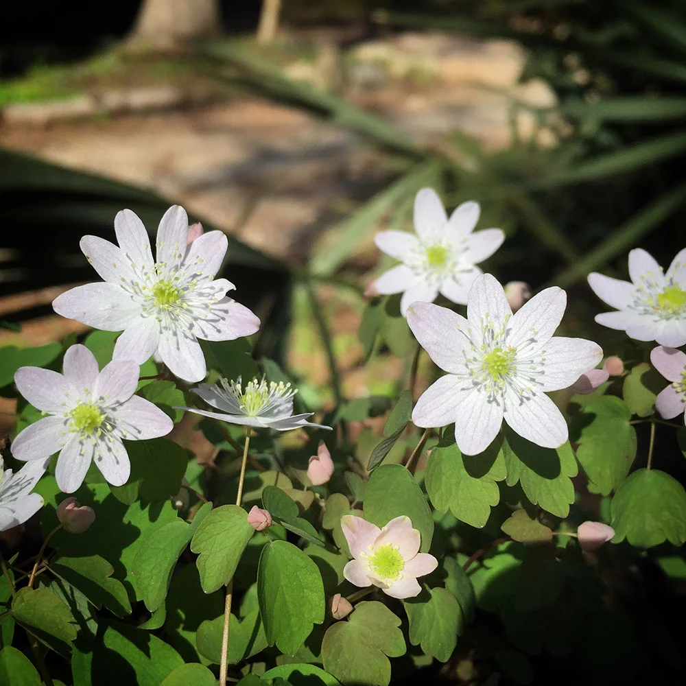 Woodland Wildflowers