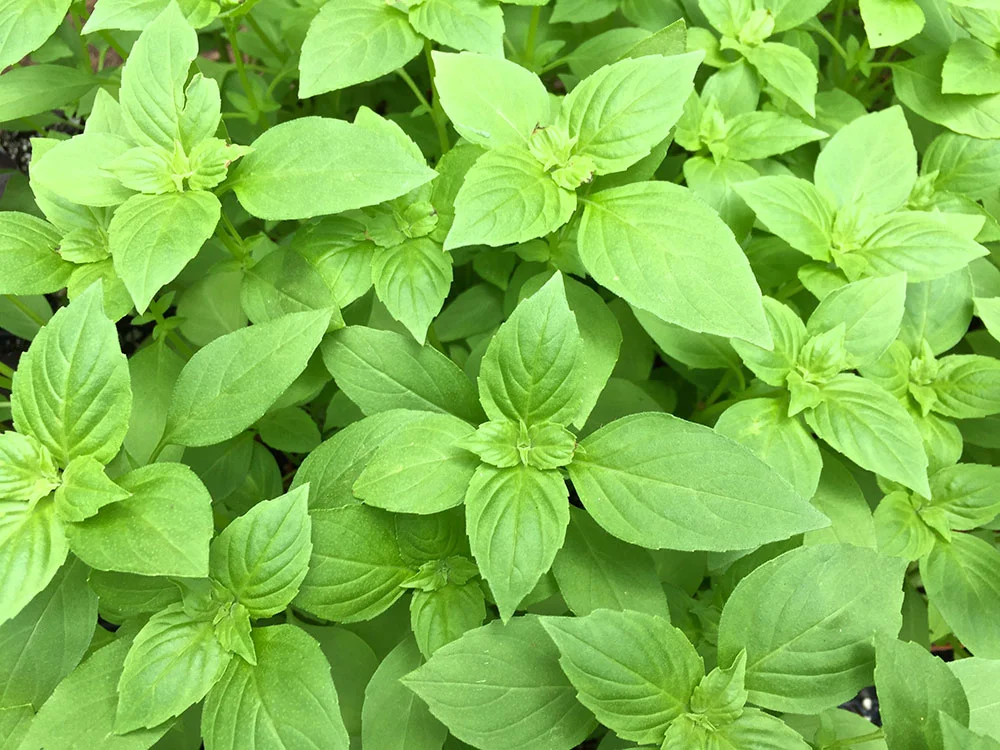 Basil