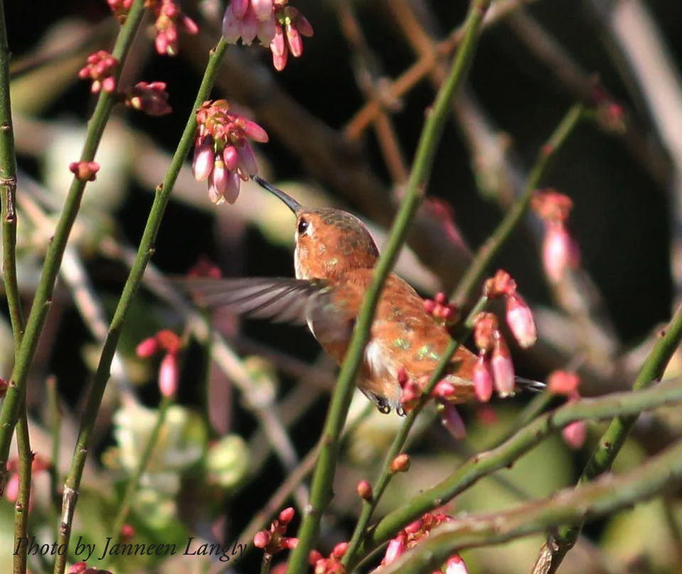Winter Hummingbirds